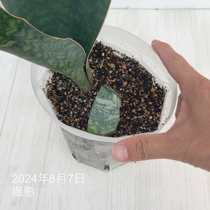 現品お届け】サンスベリア 5号 マッソニアナ（3枚葉）ネガミエル透明