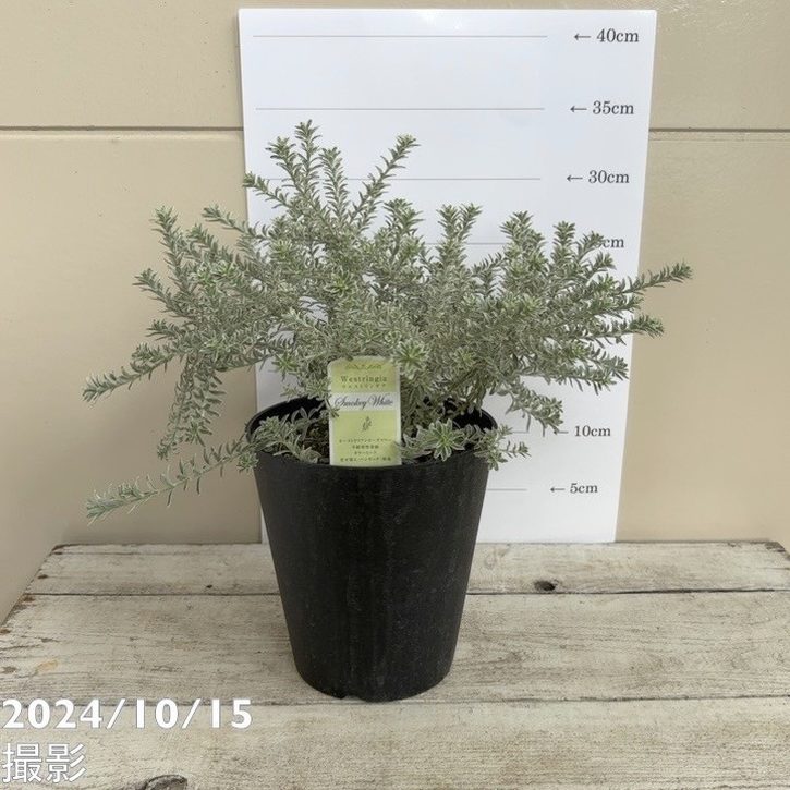 ウェストリンギア スモーキーホワイト 5号｜花木04-PA | 花木・庭木