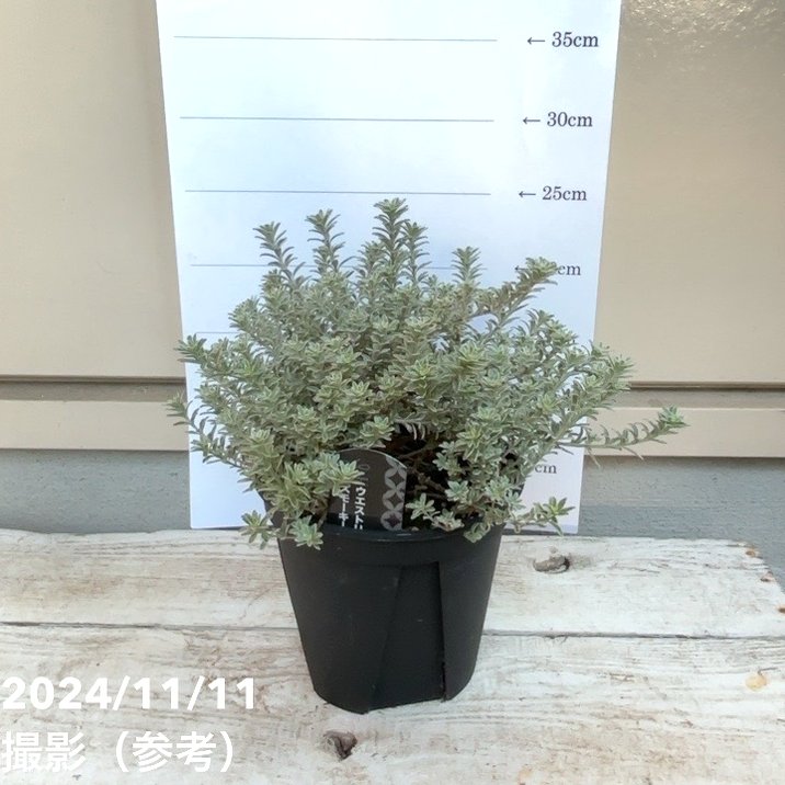 ウェストリンギア スモーキーホワイト 5号｜花木04-PA | 花木・庭木