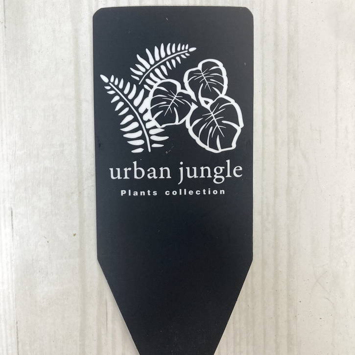 現品お届け】アグラオネマ ニティドゥム カーティシー Aglaonema