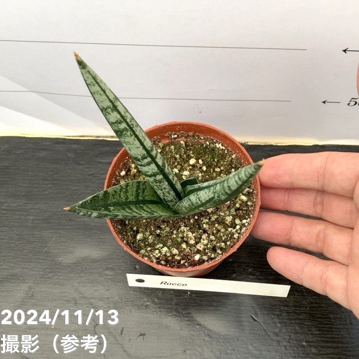 期間限定10％OFF！】サンスベリア 3号 ロココ Rocco（子株）｜観葉02