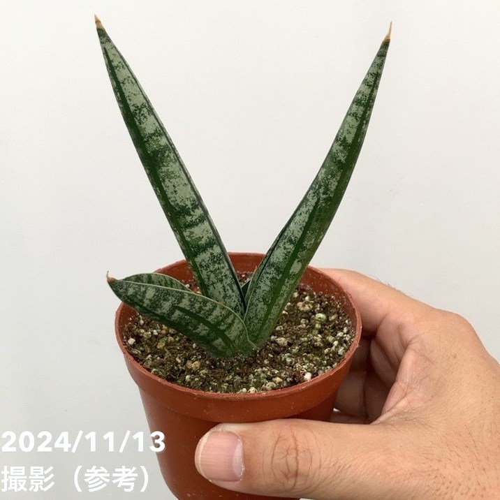 期間限定10％OFF！】サンスベリア 3号 ロココ Rocco（子株）｜観葉02