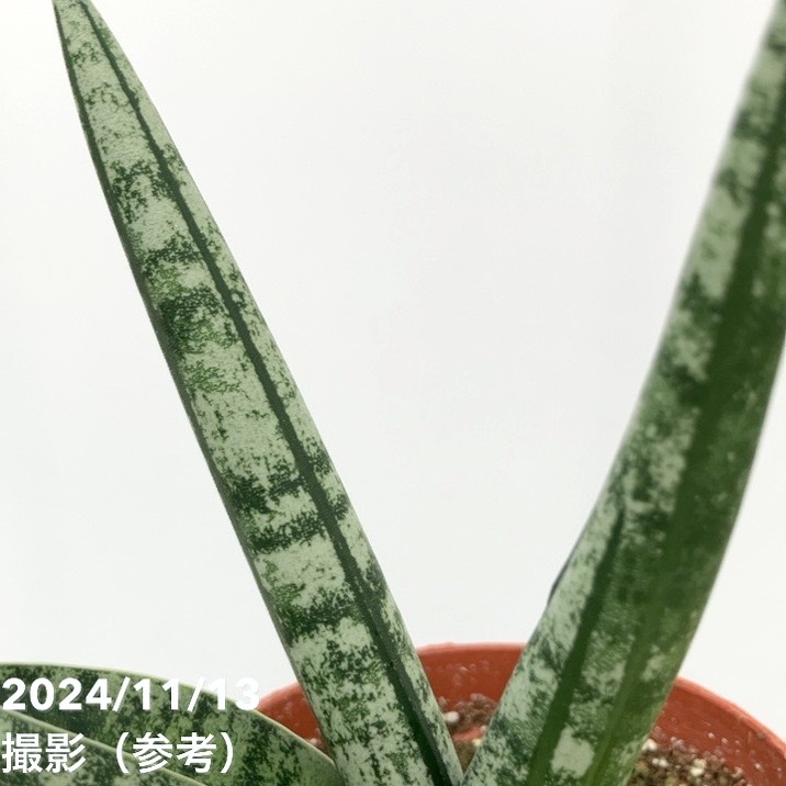 サンスベリア 3号 ロココ Rocco（子株）｜観葉02-D2 | 観葉・多肉