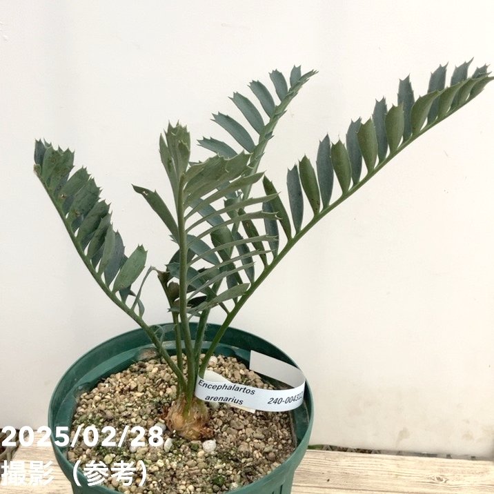激レア！現品お届け】エンセファラルトス アレナリウス