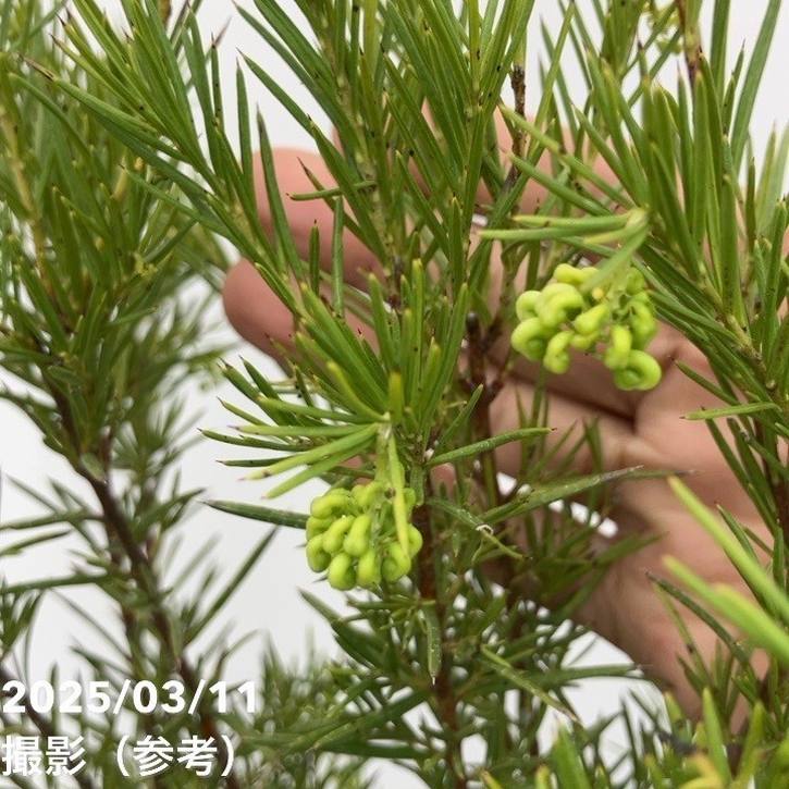 グレビレア ロスマニフォリア 7号｜花木10-TU | 花木・庭木,[オージー