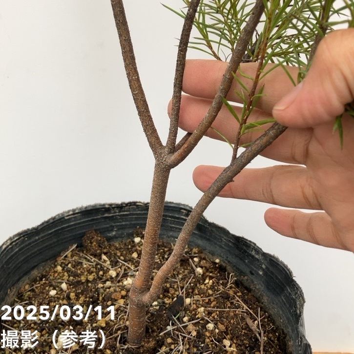 グレビレア ロスマニフォリア 7号｜花木10-TU | 花木・庭木,[オージー