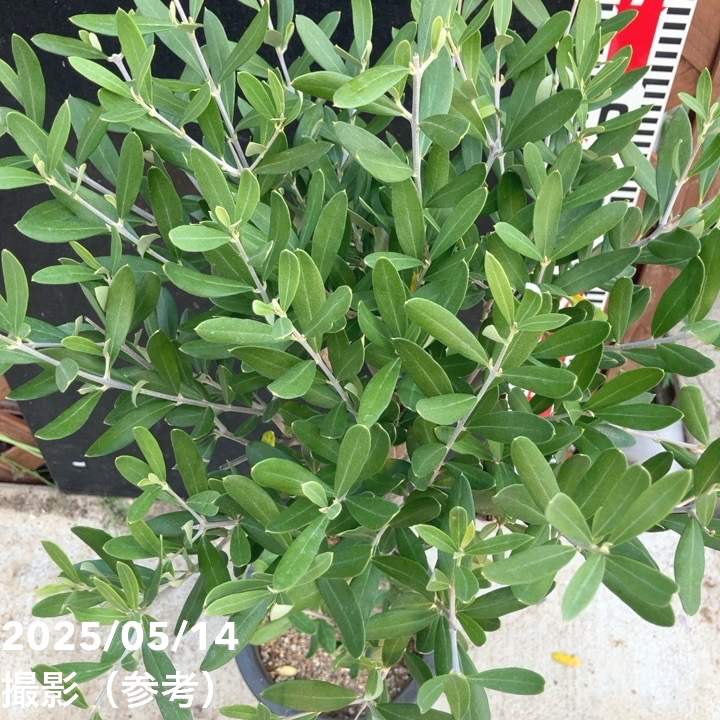 オリーブ チプレッシーノ 6号｜果樹04-PA | 果樹 | 赤塚植物園