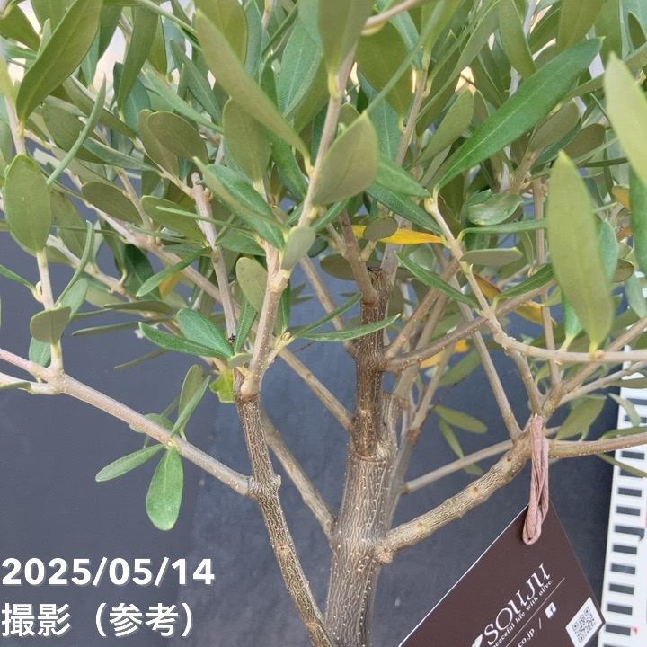 オリーブ チプレッシーノ 6号｜果樹04-PA | 果樹 | 赤塚植物園