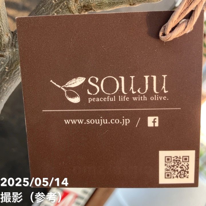 オリーブ チプレッシーノ 6号｜果樹04-PA | 果樹 | 赤塚植物園