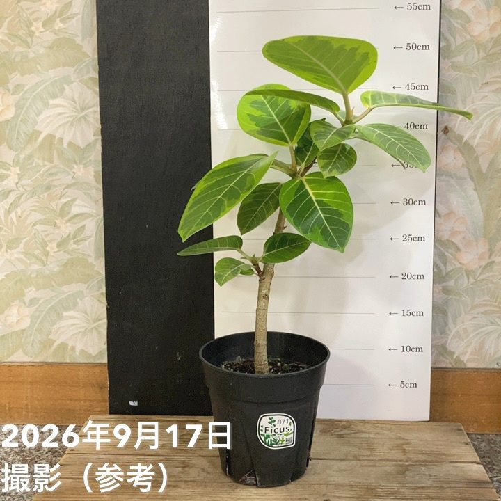 フィカス アルテシマ 5号｜観葉04-PA | 観葉・多肉,フィカス | 赤塚