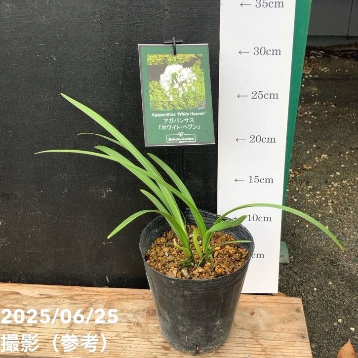 アガパンサス ホワイトヘブン 4号｜草花04-PA | 草花,[季節の草花