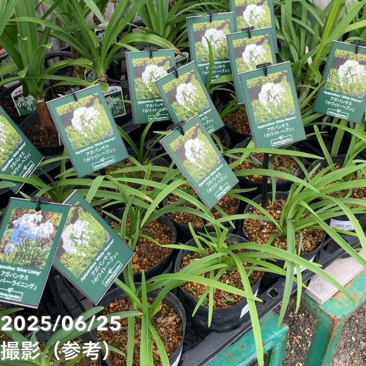 アガパンサス ホワイトヘブン 4号｜草花04-PA | 草花,[季節の草花
