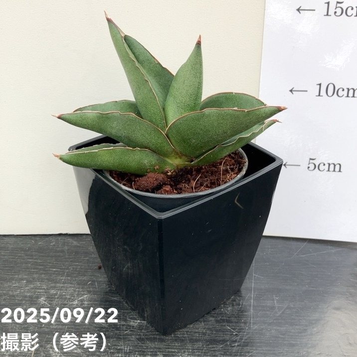 リアノーン デッキ サンセリーテ 4枚入 2025年最新】リアノーン・ヴィヴァーチェの人気アイテム - メルカリ