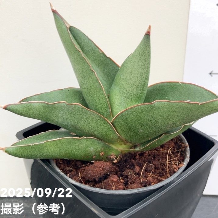 期間限定10％OFF！】サンスベリア 3.5号角鉢 ノアズアーク Noah's ark