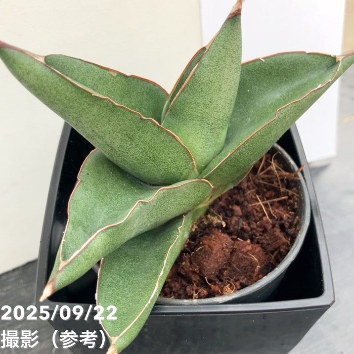 サンスベリア 3.5号角鉢 ノアズアーク Noah's ark ポット