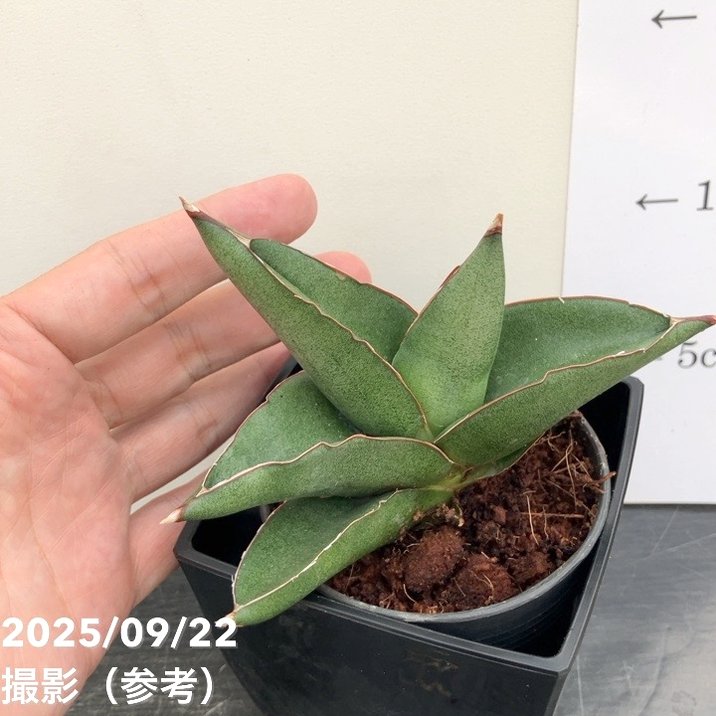 サンスベリアラスアノド斑入り　コレクション株　レア　大きくなります。早いもの勝ち サンスベリアラスアノド斑入り コレクション株 レア 大きくなり