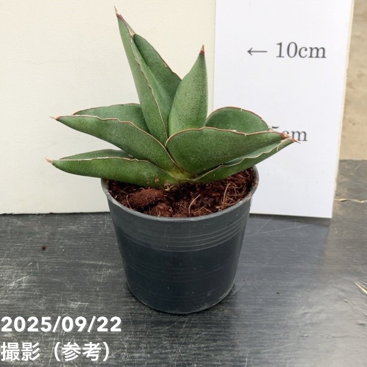 アグラオネマ、サンスベリア2鉢価格　なぁ 観葉植物 寄せ植え 花苗 6号鉢 3品種セット おしゃれ 玄関先