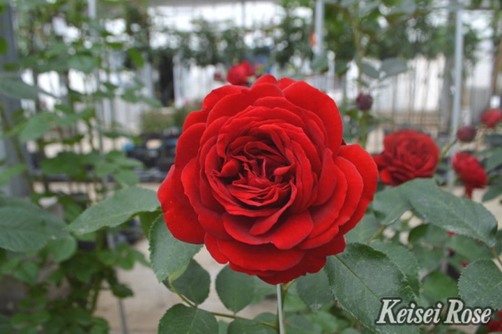 つるバラ長尺苗 ライデンシャフト 6号 京成バラ園芸｜s200｜花木04-PA