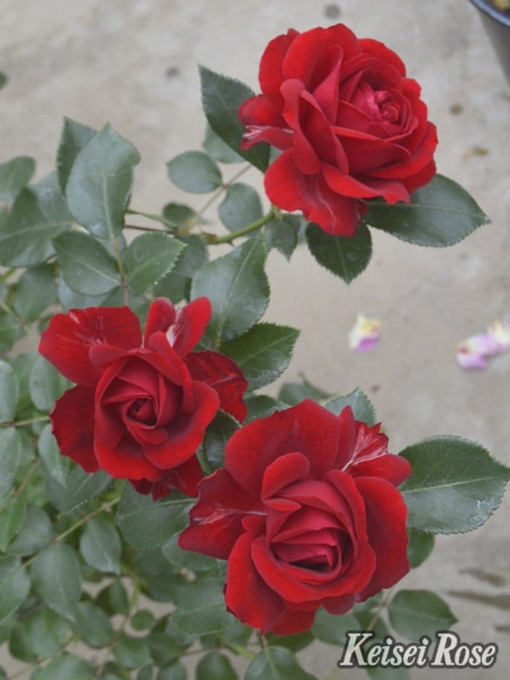 つるバラ長尺苗 ライデンシャフト 6号 京成バラ園芸｜s200｜花木04-PA