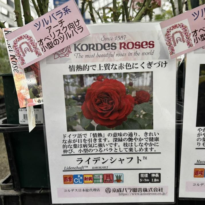 つるバラ長尺苗 ライデンシャフト 6号 京成バラ園芸｜s200｜花木04-PA