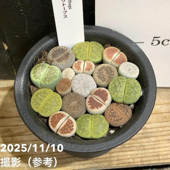 リトープス 2.5号｜観葉04-PA | 観葉・多肉 | 赤塚植物園オンライン 花