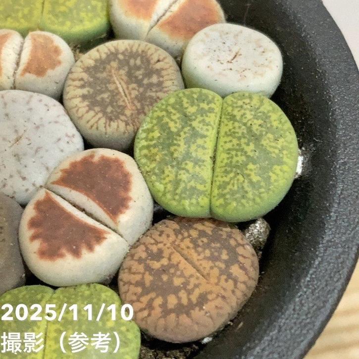 リトープス 2.5号｜観葉04-PA | 観葉・多肉 | 赤塚植物園オンライン 花