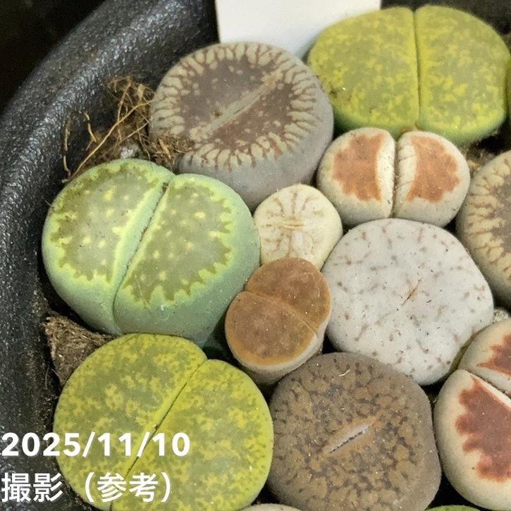 リトープス 2.5号｜観葉04-PA | 観葉・多肉 | 赤塚植物園オンライン 花