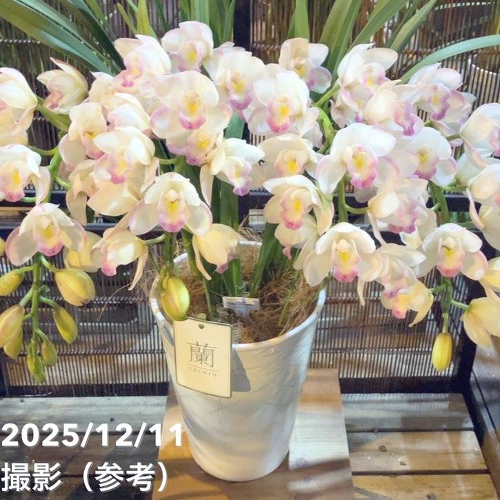 シンビジューム アーチ 7号陶器鉢 4本立 シーサイド プリンセスマサコ