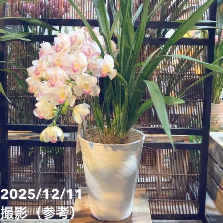 ☆シンビジューム☆ＣＹＭ　’ショウチクバイ’☆アーチ型☆7号鉢☆2F☆ ☆シンビジュームアーチ型7号鉢☆2 〜5F☆