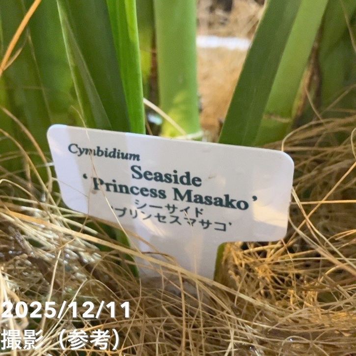 シンビジューム アーチ 7号陶器鉢 4本立 シーサイド プリンセスマサコ