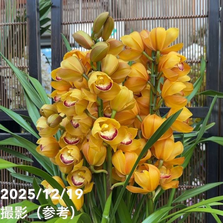 花。花。マロンページ シンビジューム 6号プラ鉢 4本立 マロンケーキ｜s200｜洋蘭04-PA