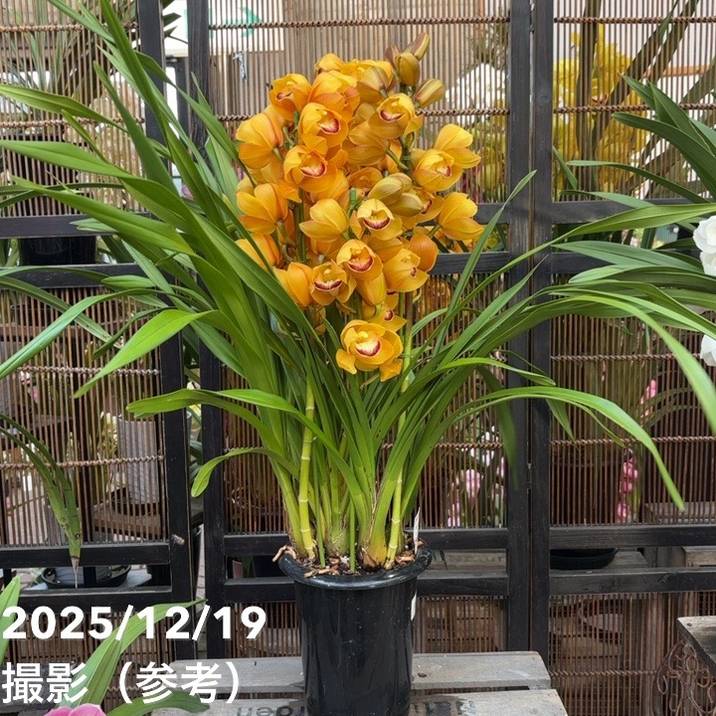 【特選】　洋蘭　シンビジューム　6寸 6本立 マジョリカ シンビジューム 6号プラ鉢 4本立 マロンケーキ｜s200｜洋蘭04-PA