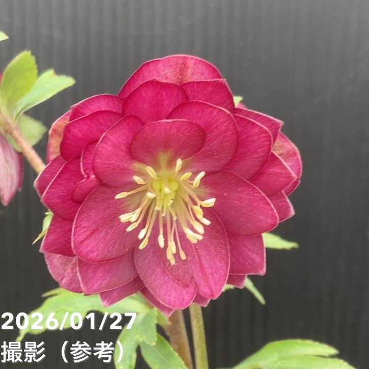 一点物】加藤農園 クリスマスローズ グロッシーカラー 4.5号（KT59