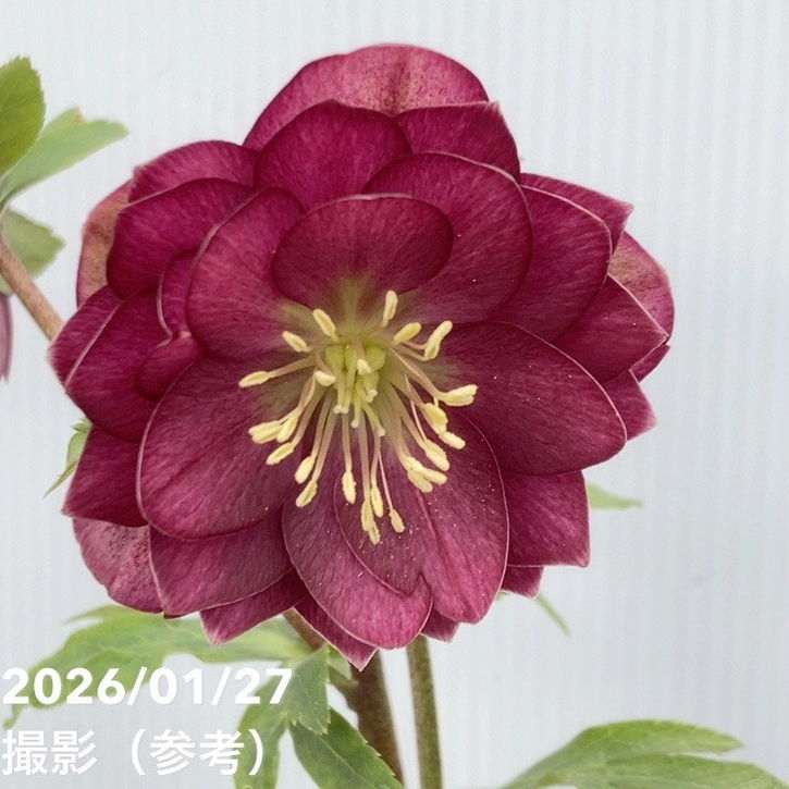 一点物】加藤農園 クリスマスローズ グロッシーカラー 4.5号（KT59