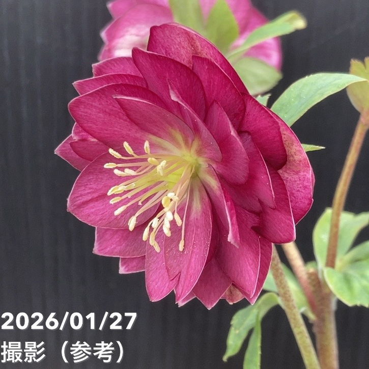 一点物】加藤農園 クリスマスローズ グロッシーカラー 4.5号（KT59