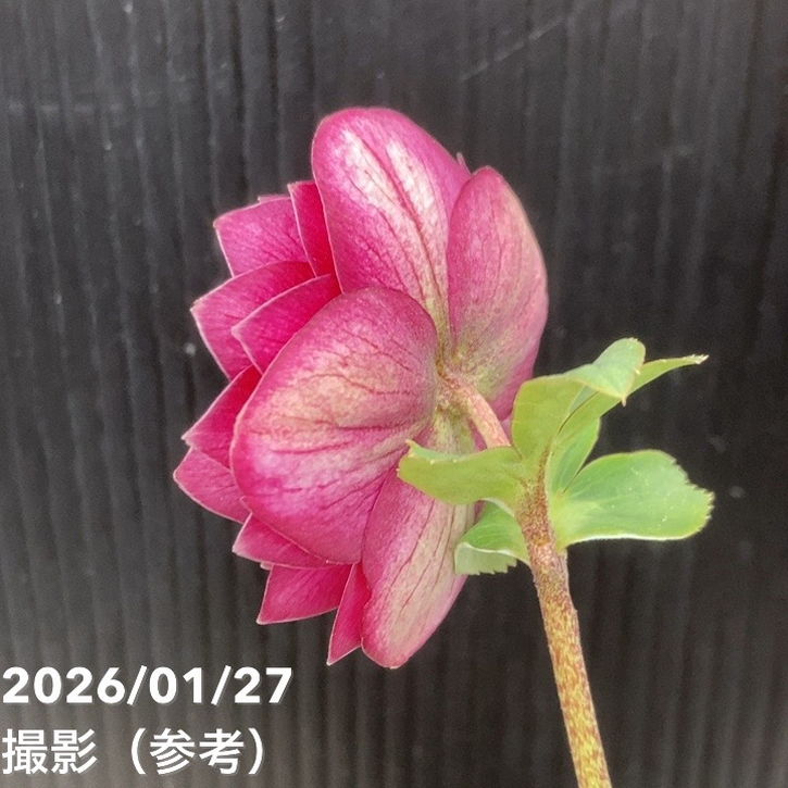 一点物】加藤農園 クリスマスローズ グロッシーカラー 4.5号（KT59