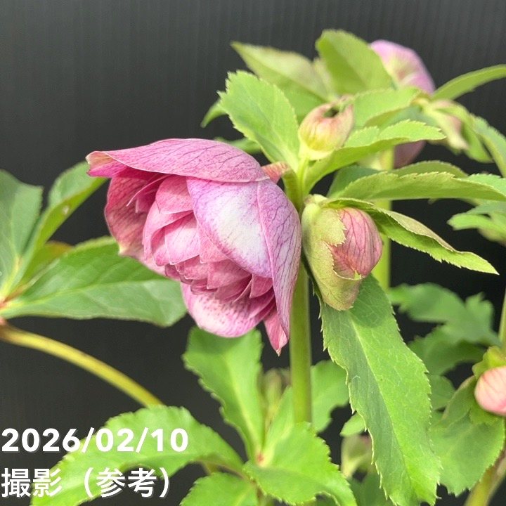 一点物】広瀬園芸 クリスマスローズ 4.5号（HR20）｜山野04-PA | 草花