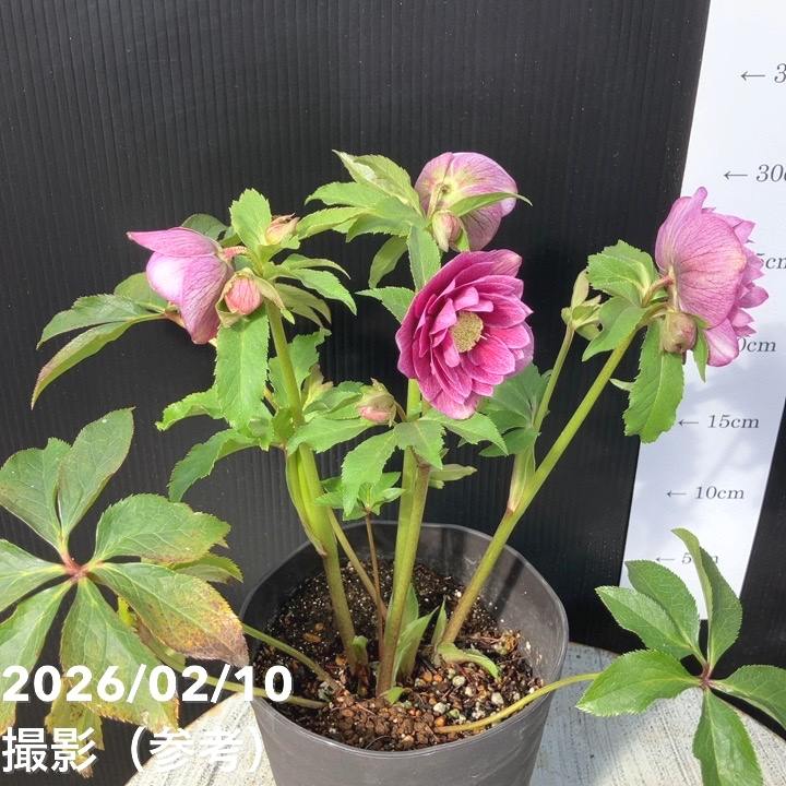 一点物】広瀬園芸 クリスマスローズ 4.5号（HR20）｜山野04-PA | 草花