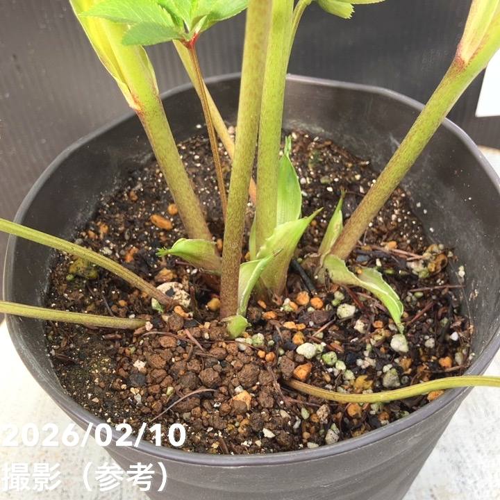一点物】広瀬園芸 クリスマスローズ 4.5号（HR20）｜山野04-PA | 草花