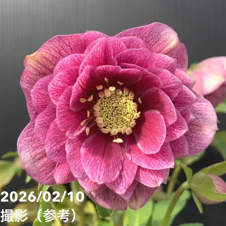 一点物】広瀬園芸 クリスマスローズ 4.5号（HR20）｜山野04-PA | 草花