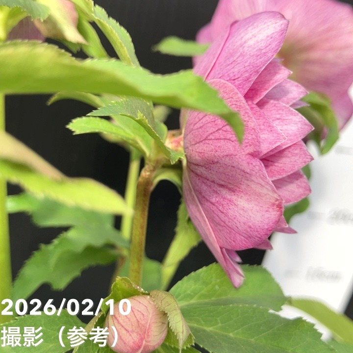一点物】広瀬園芸 クリスマスローズ 4.5号（HR20）｜山野04-PA | 草花