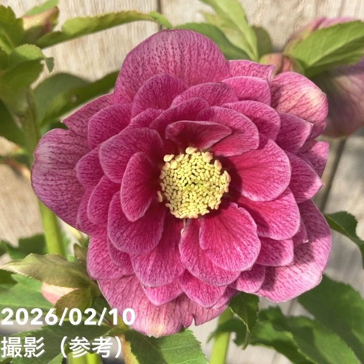 一点物】広瀬園芸 クリスマスローズ 4.5号（HR20）｜山野04-PA | 草花