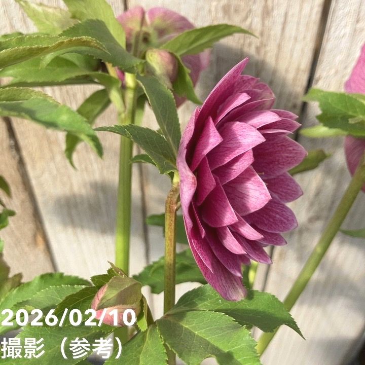 一点物】広瀬園芸 クリスマスローズ 4.5号（HR20）｜山野04-PA | 草花