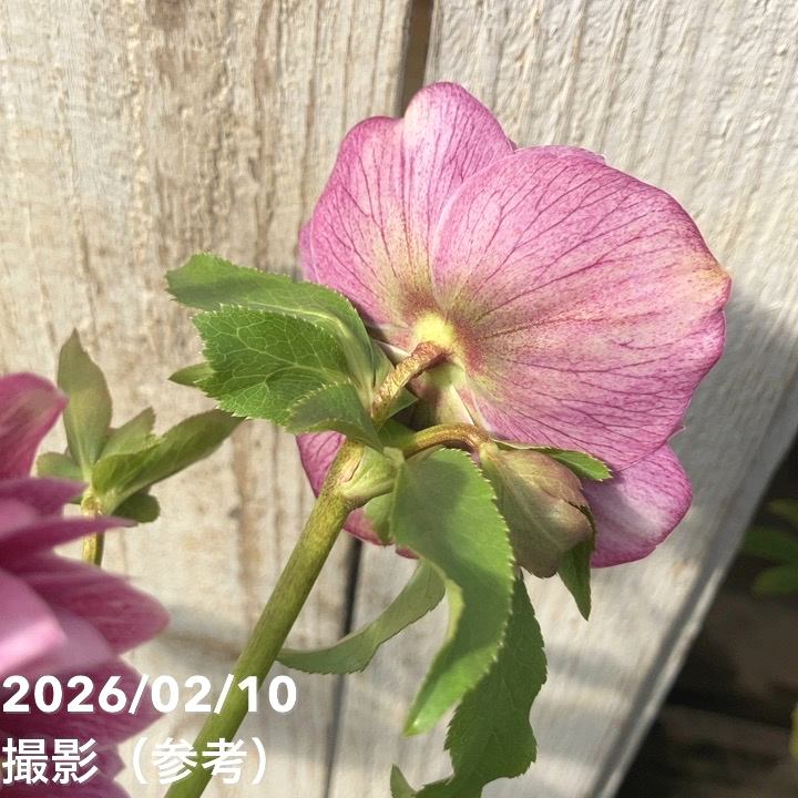 一点物】広瀬園芸 クリスマスローズ 4.5号（HR20）｜山野04-PA | 草花
