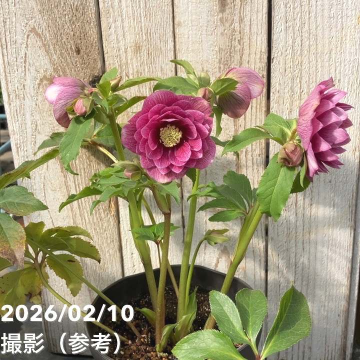一点物】広瀬園芸 クリスマスローズ 4.5号（HR20）｜山野04-PA | 草花
