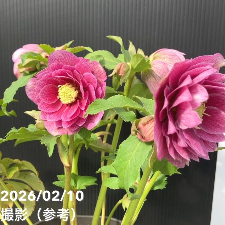 クリスマスローズ 開花株 4.5寸 広瀬園芸 MIYABI様専用です。 一点物