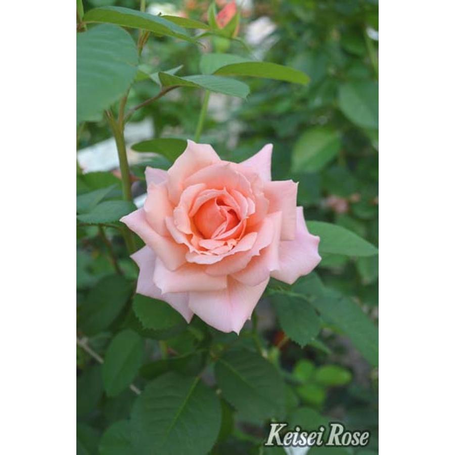 バラ大苗 アプリコットキャンディ 7号 京成バラ園芸｜花木04-PA | 花木