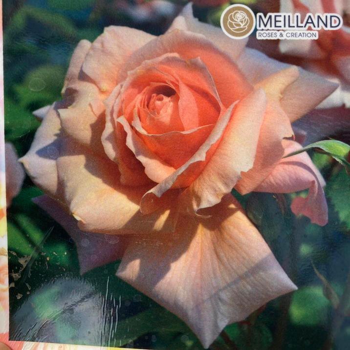 バラ大苗 アプリコットキャンディ 7号 京成バラ園芸｜花木04-PA | 花木