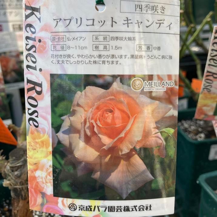 バラ大苗 アプリコットキャンディ 7号 京成バラ園芸｜花木04-PA | 花木