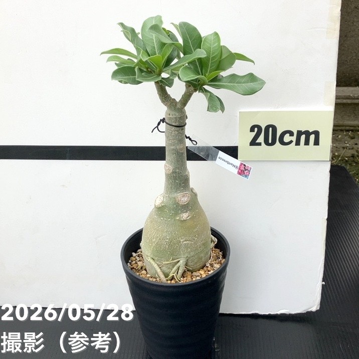 65周年記念セール】アデニウム オベスム 4号 Hartbreeze（16）｜観葉01